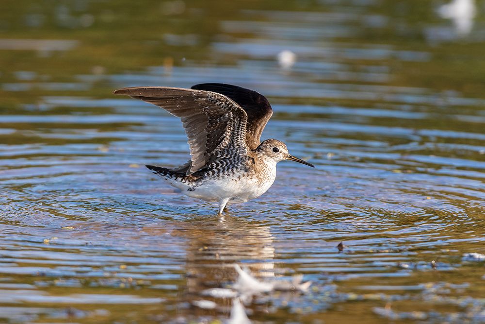 Solitary Sandpiper-Tringa solitaria-bathing in wetland Marion County-Illinois art print by Richard and Susan Day for $57.95 CAD