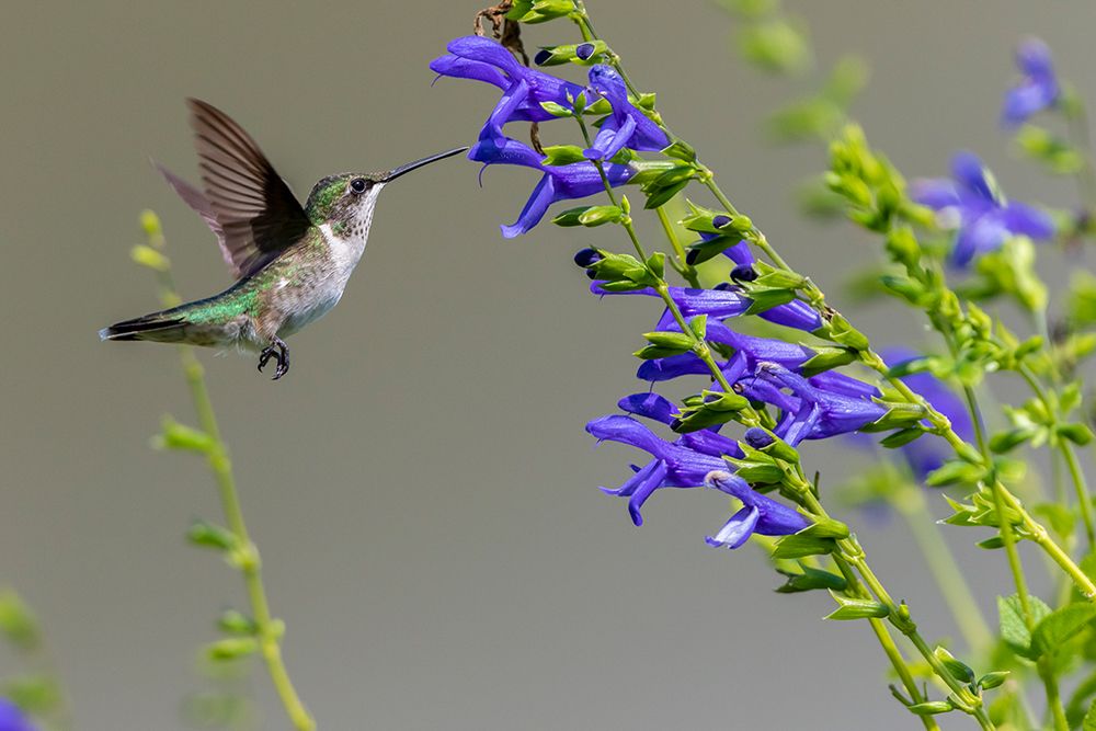 Ruby-throated Hummingbird-Archilochus colubris-at Blue Ensign Salvia-Salvia guaranitica-Marion Coun art print by Richard and Susan Day for $57.95 CAD
