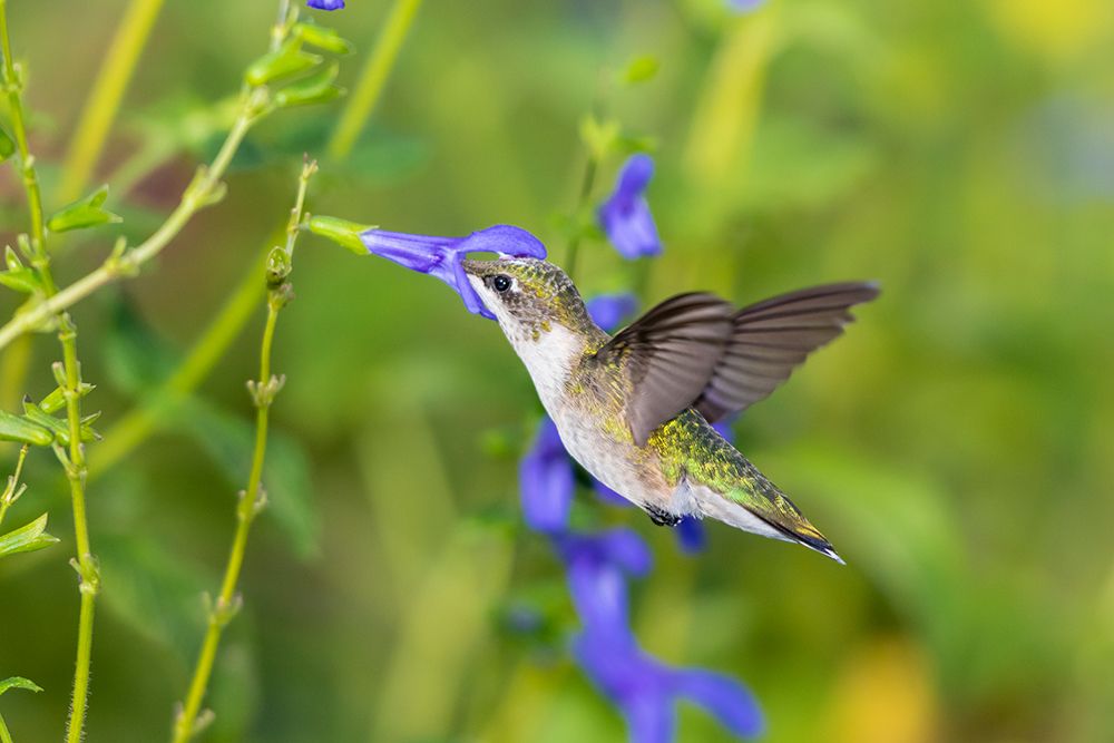 Ruby-throated Hummingbird-Archilochus colubris-at Blue Ensign Salvia-Salvia guaranitica-Marion Coun art print by Richard and Susan Day for $57.95 CAD