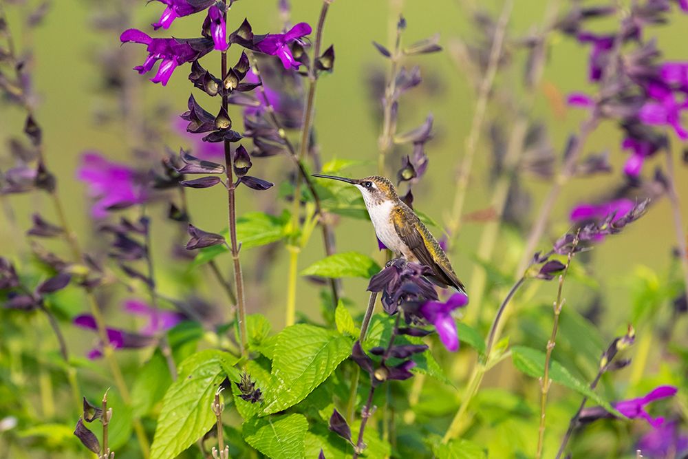 Ruby-throated Hummingbird-Archilochus colubris-at Salvia Purple and Bloom-Salvia guaranitica-Marion art print by Richard and Susan Day for $57.95 CAD