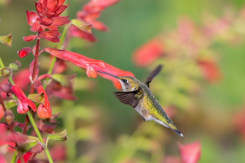 Ruby-throated Hummingbird-Archilochus colubris-at Skyscraper Orange Salvia-Salvia hybridMarion Coun art print by Richard and Susan Day for $57.95 CAD