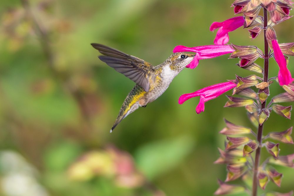 Ruby-throated Hummingbird-Archilochus colubris-at Salvia Fuchsia Rockin Fuchsia-Salvia hybrid-Mario art print by Richard and Susan Day for $57.95 CAD