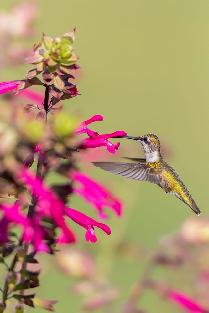 Ruby-throated Hummingbird-Archilochus colubris-at Salvia Fuchsia Rockin Fuchsia-Salvia hybrid-Mario art print by Richard and Susan Day for $57.95 CAD