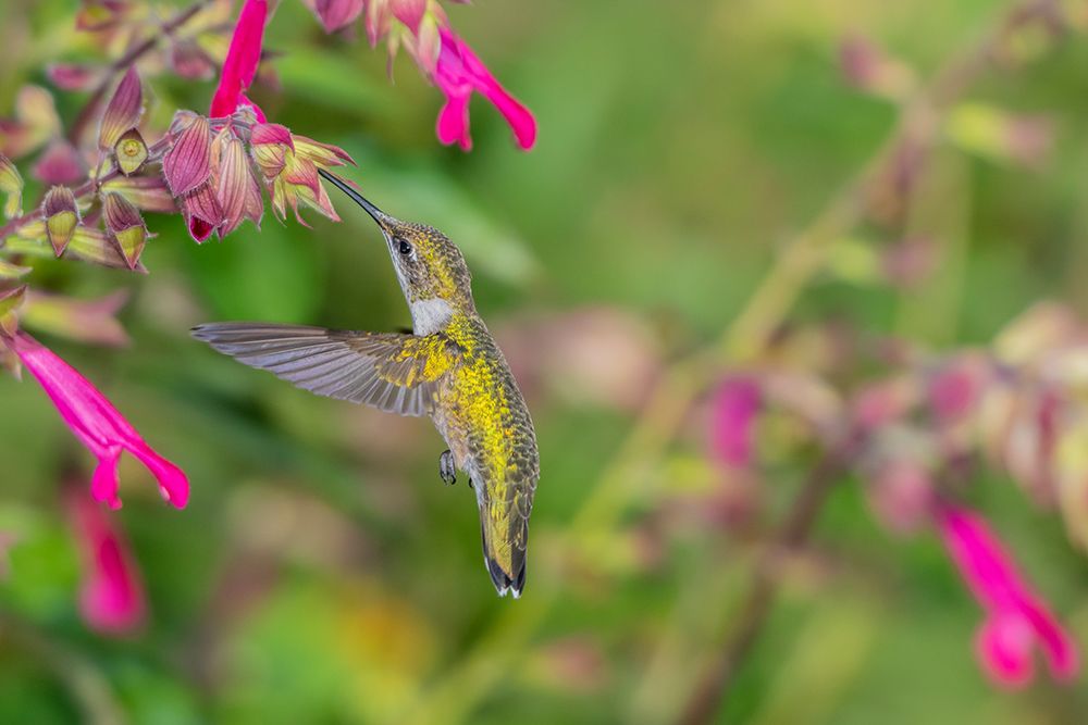Ruby-throated Hummingbird-Archilochus colubris-at Salvia Fuchsia Rockin Fuchsia-Salvia hybrid-Mario art print by Richard and Susan Day for $57.95 CAD