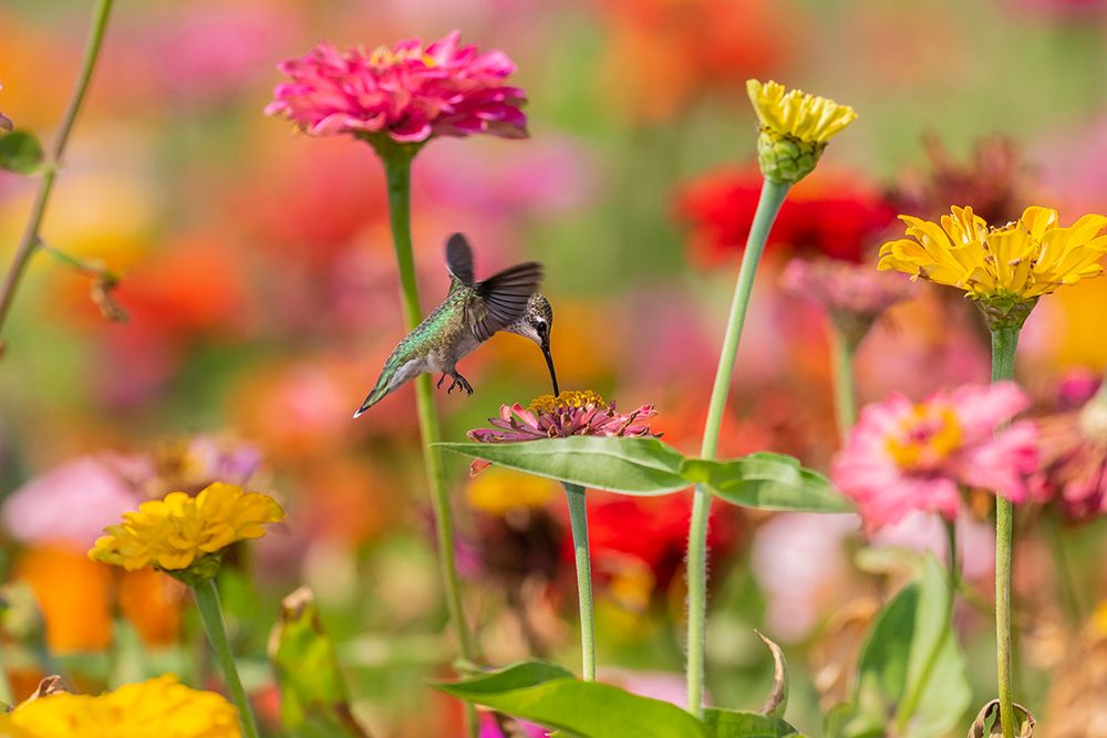 Ruby-throated Hummingbird-Archilochus colubris-at Zinnias Union County-Illinois art print by Richard and Susan Day for $57.95 CAD