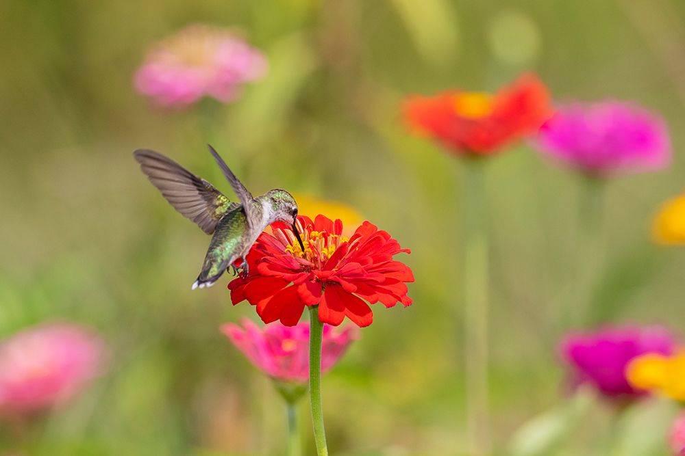 Ruby-throated Hummingbird-Archilochus colubris-at Zinnias Union County-Illinois art print by Richard and Susan Day for $57.95 CAD