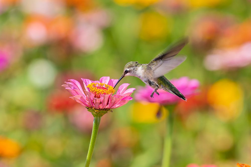 Ruby-throated Hummingbird-Archilochus colubris-at Zinnias Union County-Illinois art print by Richard and Susan Day for $57.95 CAD