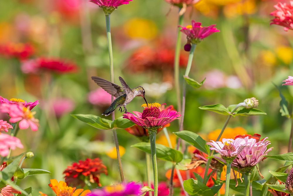 Ruby-throated Hummingbird-Archilochus colubris-at Zinnias Union County-Illinois art print by Richard and Susan Day for $57.95 CAD