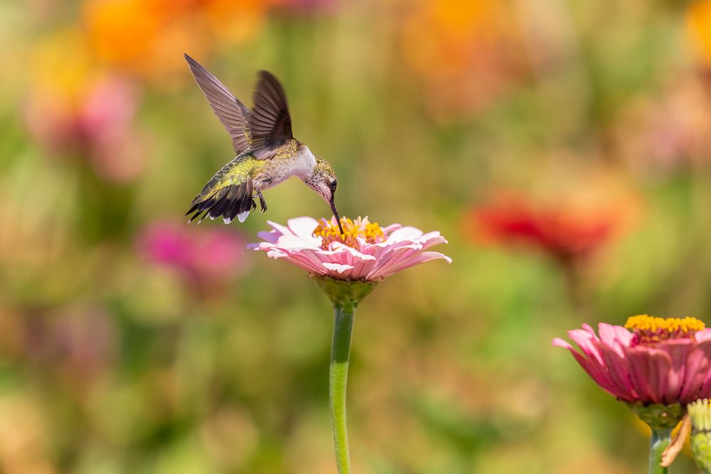 Ruby-throated Hummingbird-Archilochus colubris-at Zinnias Union County-Illinois art print by Richard and Susan Day for $57.95 CAD