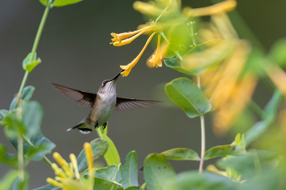 Ruby-throated Hummingbird-Archilochus colubris-at honeysuckle-Lonicera sempervirens f-sulphurea Joh art print by Richard and Susan Day for $57.95 CAD