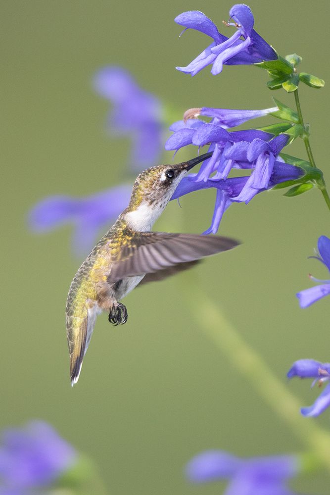 Ruby-throated Hummingbird-Archilochus colubris-at Blue Ensign Salvia-Salvia guaranitica-Marion Coun art print by Richard and Susan Day for $57.95 CAD