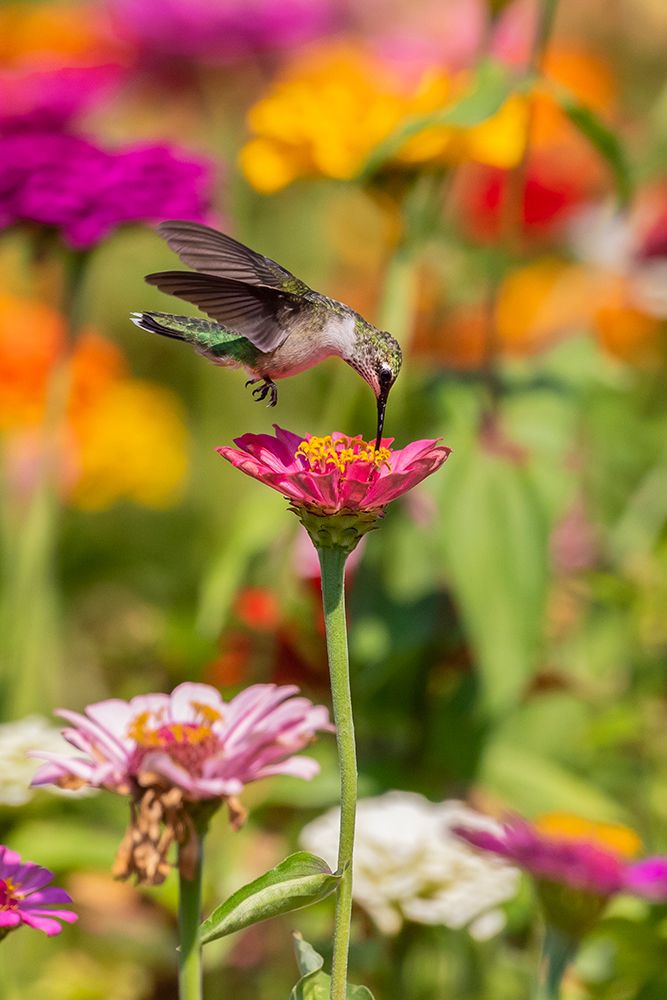 Ruby-throated Hummingbird-Archilochus colubris-at Zinnias Union County-Illinois art print by Richard and Susan Day for $57.95 CAD