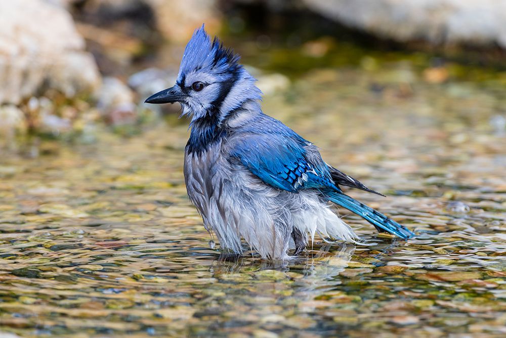Blue Jay-Cyanocitta cristata-bathing Marion County-Illinois art print by Richard and Susan Day for $57.95 CAD