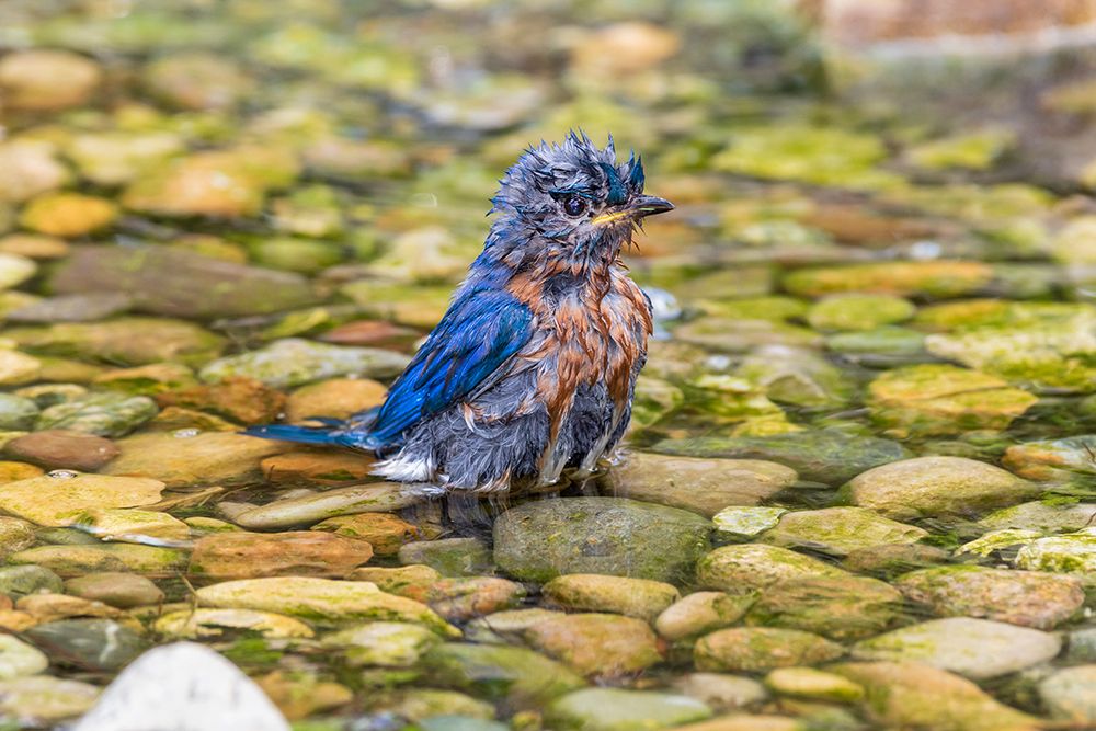 Eastern Bluebird-Sialia sialis-male bathing Marion County-Illinois art print by Richard and Susan Day for $57.95 CAD