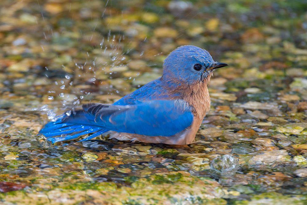 Eastern Bluebird-Sialia sialis-male bathing Marion County-Illinois art print by Richard and Susan Day for $57.95 CAD