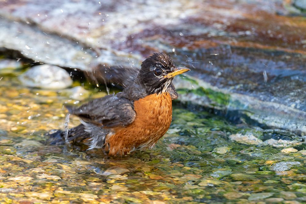 American Robin-Turdus migratorius-bathing Marion County-Illinois art print by Richard and Susan Day for $57.95 CAD