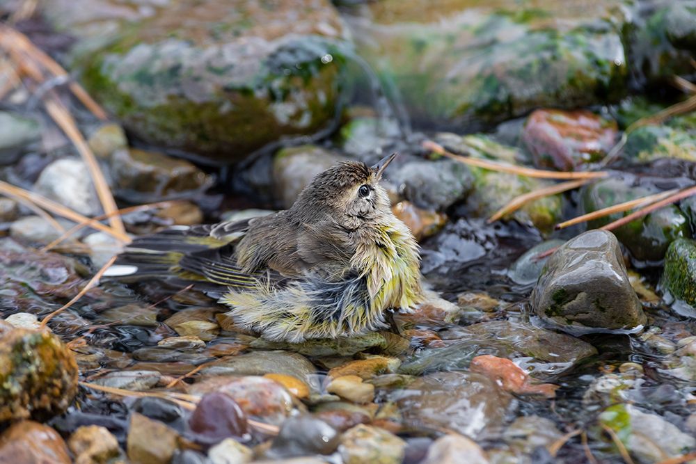 Palm Warbler-Setophaga palmarum-bathing Marion County-Illinois art print by Richard and Susan Day for $57.95 CAD