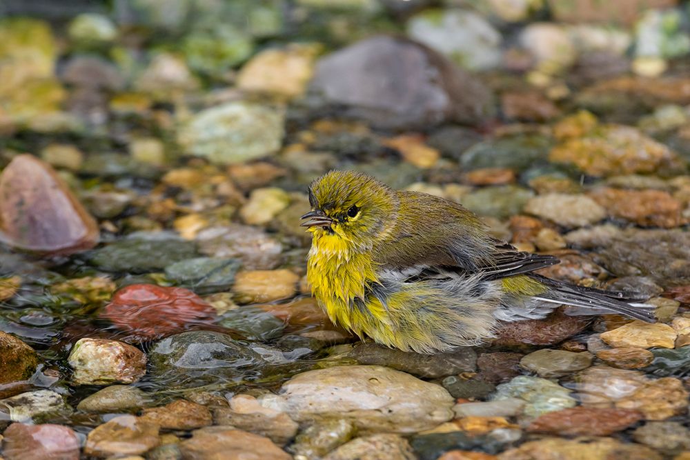 Pine Warbler-Setophaga pinus-bathing Marion County-Illinois art print by Richard and Susan Day for $57.95 CAD