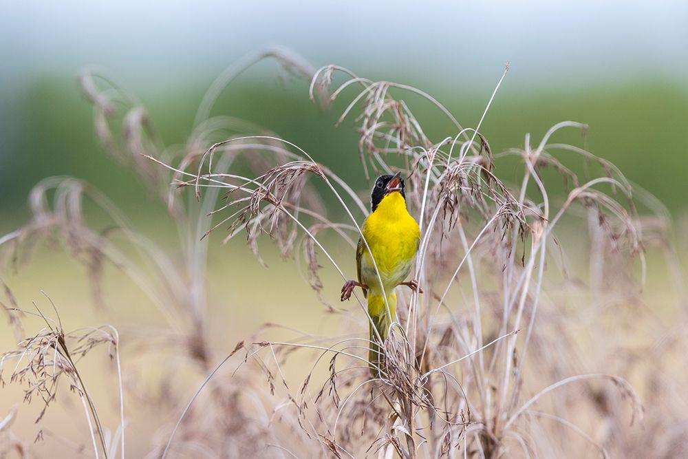 Common Yellowthroat-Geothlypis trichas-male singing in prairie Marion County-Illinois art print by Richard and Susan Day for $57.95 CAD