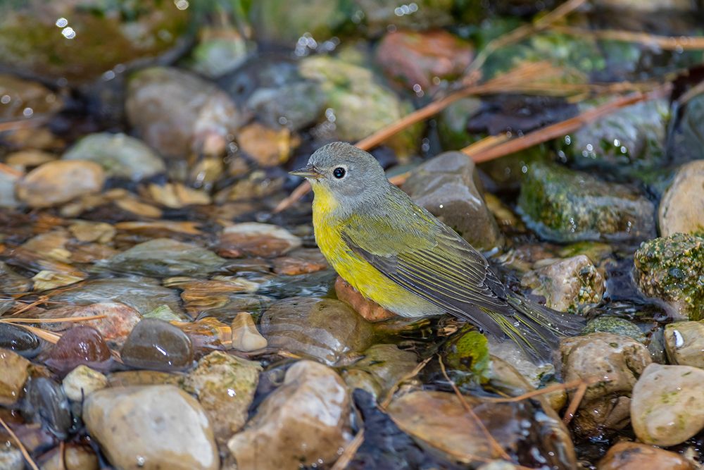 Nashville Warbler-Leiothlypis ruficapilla-bathing Marion County-Illinois art print by Richard and Susan Day for $57.95 CAD