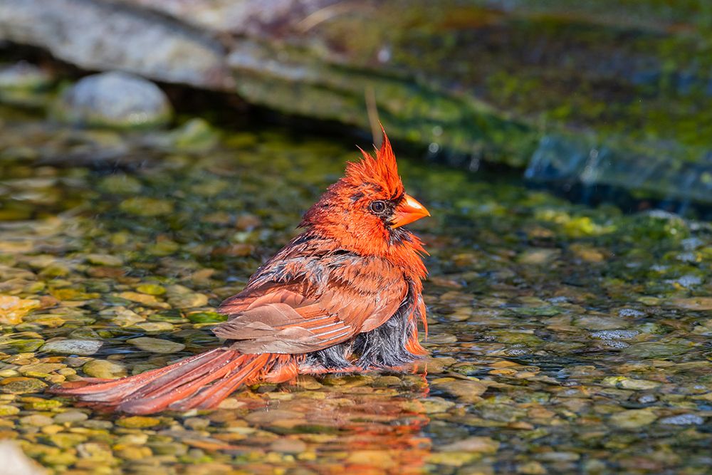 Northern Cardinal-Cardinalis cardinalis-male bathing Marion County-Illinois art print by Richard and Susan Day for $57.95 CAD