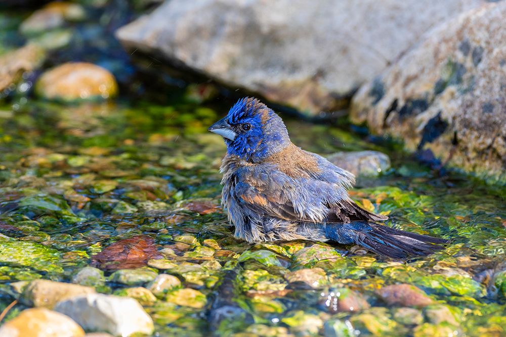 Blue Grosbeak-Passerina caerulea-male bathing Marion County-Illinois art print by Richard and Susan Day for $57.95 CAD