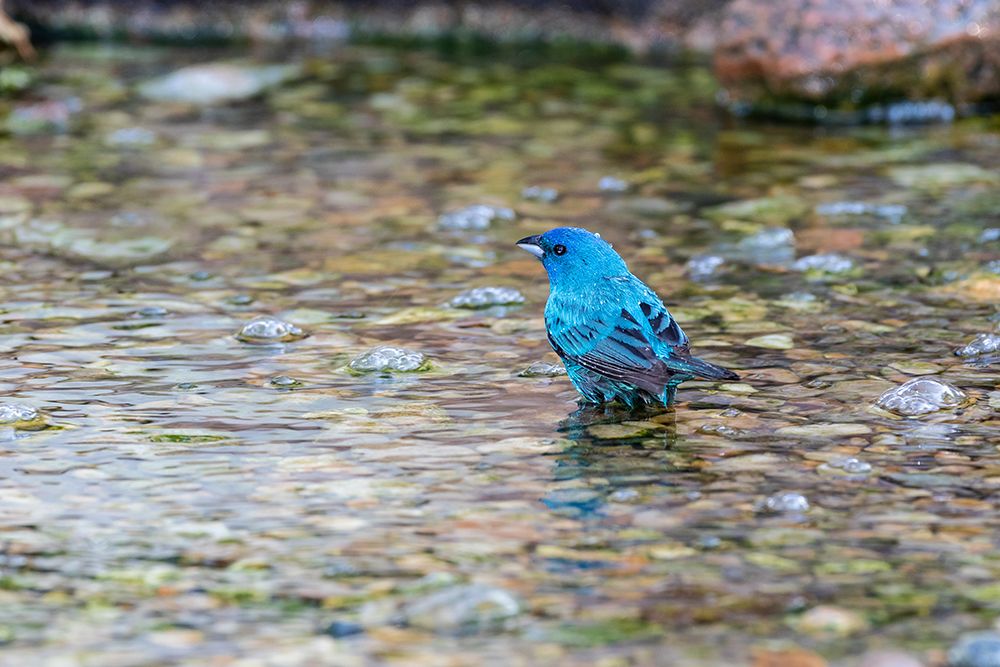 Indigo Bunting-Passerina cyanea-male bathing Marion County-Illinois art print by Richard and Susan Day for $57.95 CAD