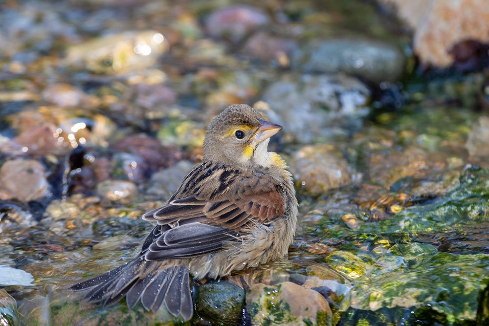 Dickcissel-Spiza americana-bathing Marion County-Illinois art print by Richard and Susan Day for $57.95 CAD