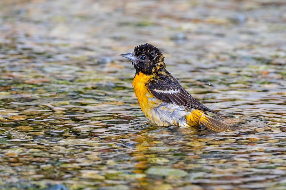 Baltimore Oriole-Icterus galbula-female bathing Marion County-Illinois art print by Richard and Susan Day for $57.95 CAD