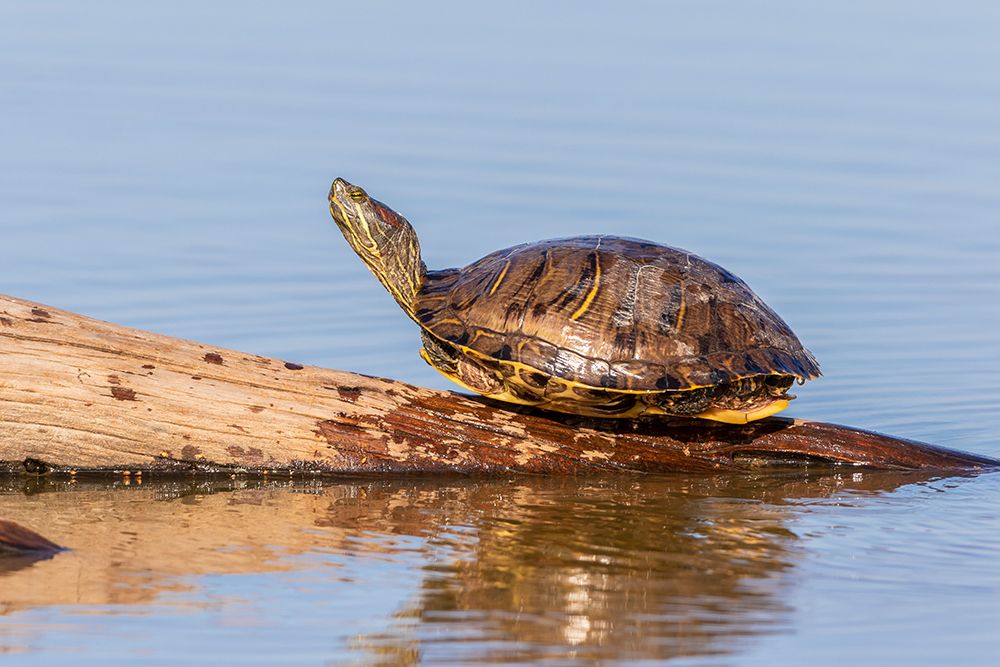 Red-eared Slider(Trachemys scripta elegans-on log in wetland Marion County-Illinois art print by Richard and Susan Day for $57.95 CAD