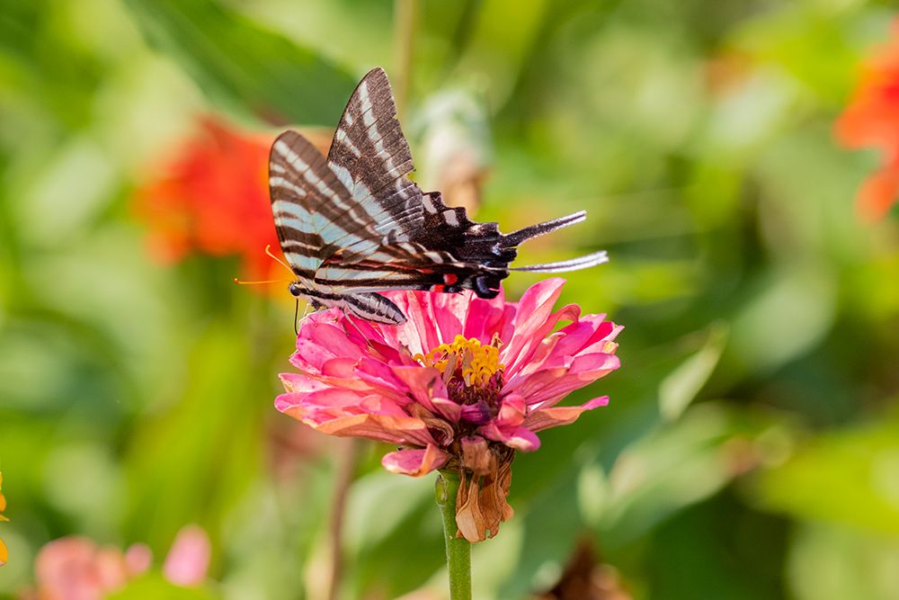 Zebra Swallowtail-Protographium marcellus-on Zinnia Union County-Illinois art print by Richard and Susan Day for $57.95 CAD