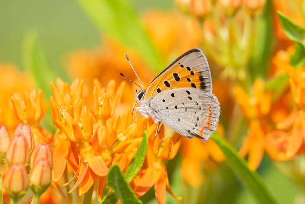 American Copper-Lycaena phlaeas-on Butterfly Milkweed-Asclepias tuberosa-Lawrence County-Illinois art print by Richard and Susan Day for $57.95 CAD