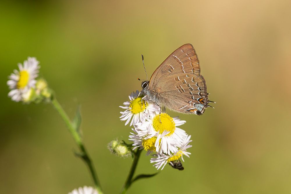 Banded Hairstreak-Satryium calanus-Marion County-Illinois art print by Richard and Susan Day for $57.95 CAD