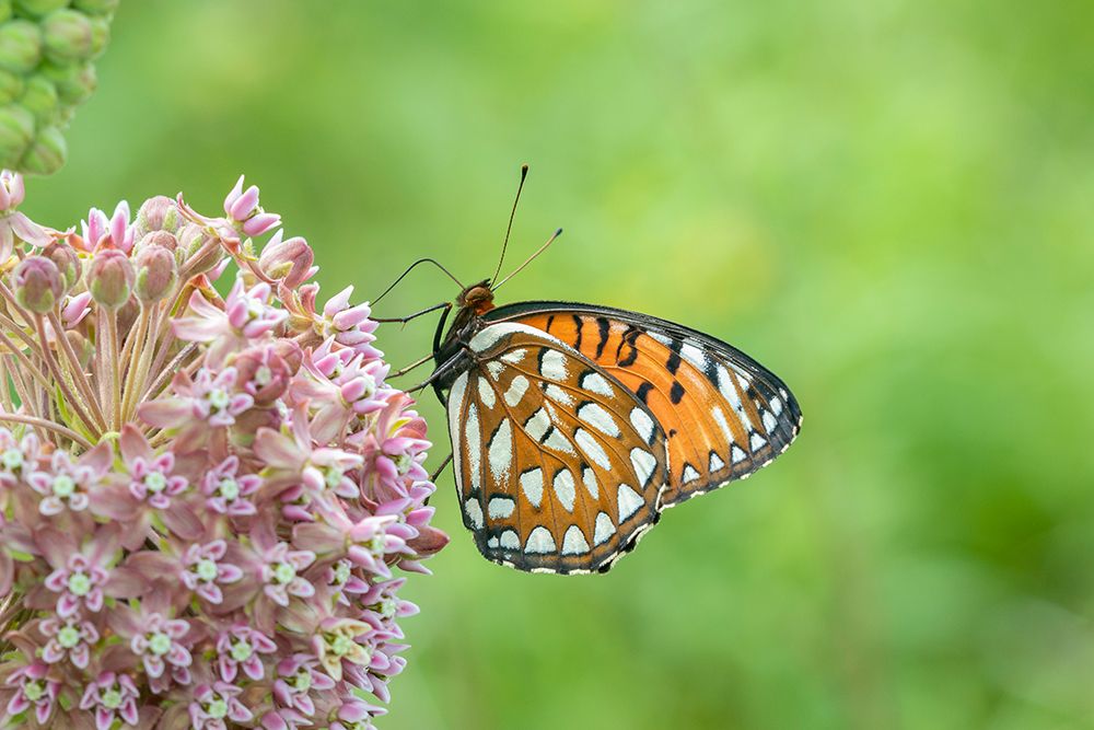 Regal Fritillary-Speyeria idalia-female on Common Milkweed-Asclepias syriaca-Sand Prairie-Scrub Oak art print by Richard and Susan Day for $57.95 CAD