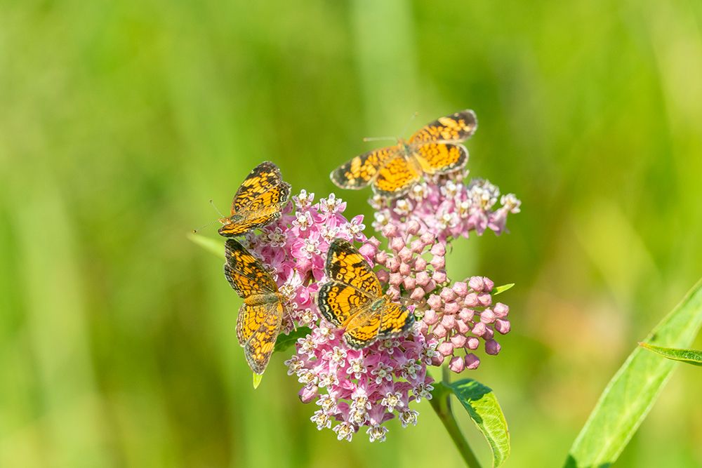 Pearl Crescents-Phyciodes tharos-on Swamp Milkweed-Asclepias incarnata-Marion County-Illinois art print by Richard and Susan Day for $57.95 CAD