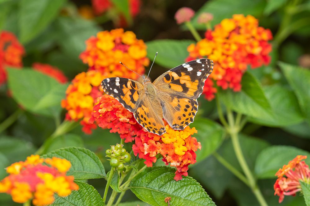 Painted Lady-Vanessa cardui-on Red Spread Lantana-Lantana camara-Marion County-Illinois art print by Richard and Susan Day for $57.95 CAD
