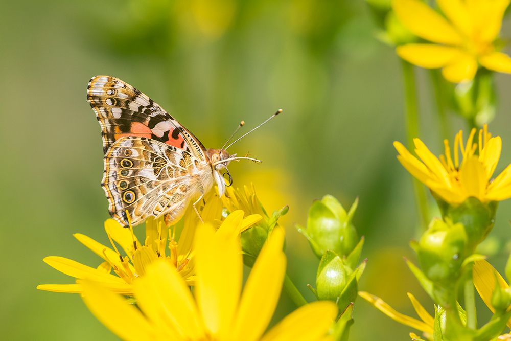 Painted Lady-Vanessa cardui-on Cup Plant-Silphium perfoliatum-Marion County-Illinois art print by Richard and Susan Day for $57.95 CAD