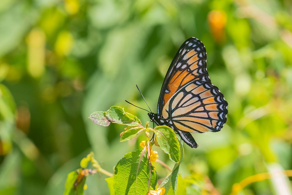 Viceroy-Limenitis archippus-in prairie Marion County-Illinois art print by Richard and Susan Day for $57.95 CAD