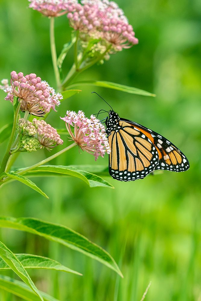 Monarch-Danaus plexippus-on Swamp Milkweed-Asclepias incarnata-Marion County-Illinois art print by Richard and Susan Day for $57.95 CAD