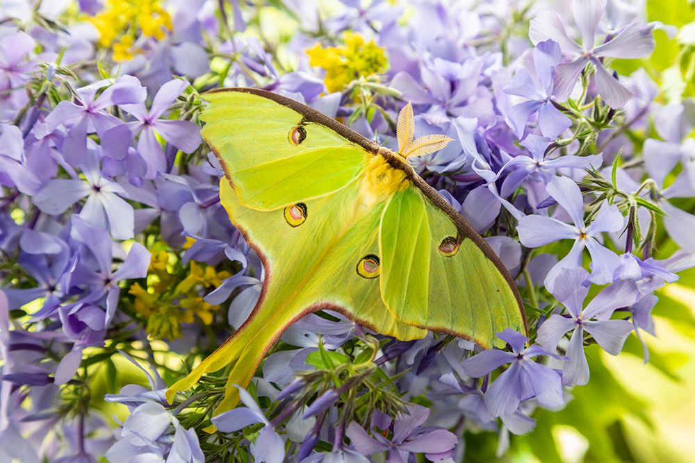 Luna Moth-Actias luna-on phlox Marion County-Illinois art print by Richard and Susan Day for $57.95 CAD