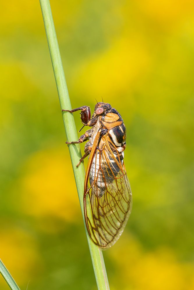 Prairie Cicada-Megatibicen dorsatus-Marion County-Illinois art print by Richard and Susan Day for $57.95 CAD