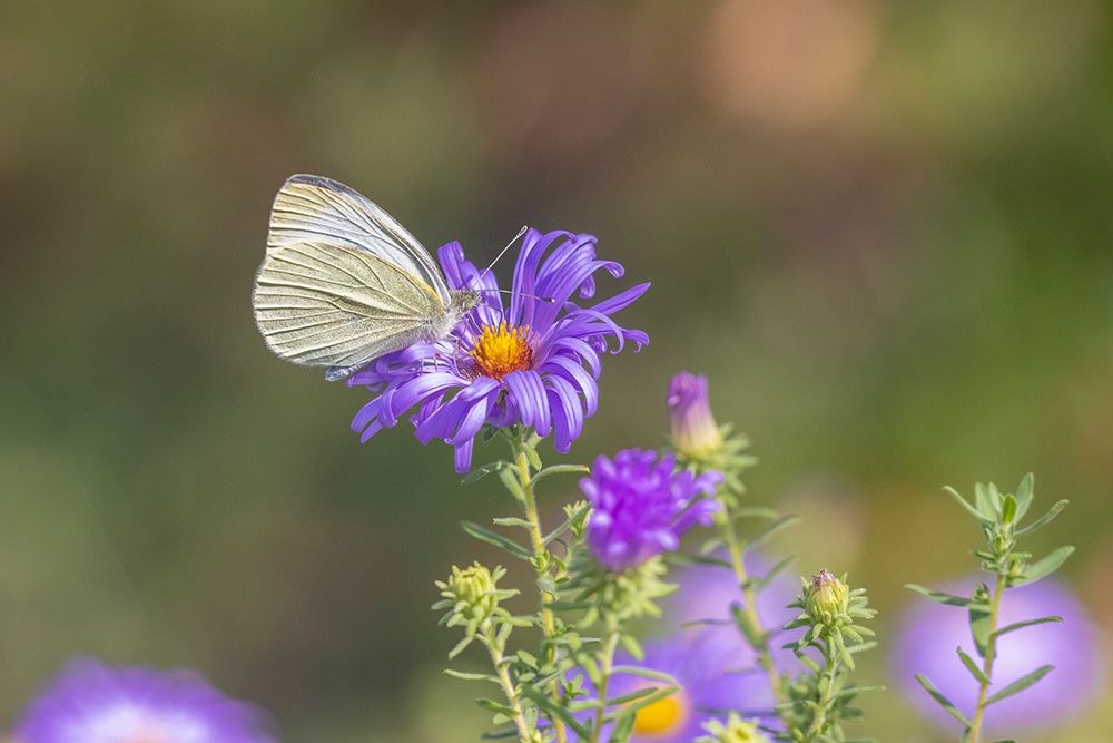 Cabbage white on Frikarts Aster art print by Richard and Susan Day for $57.95 CAD