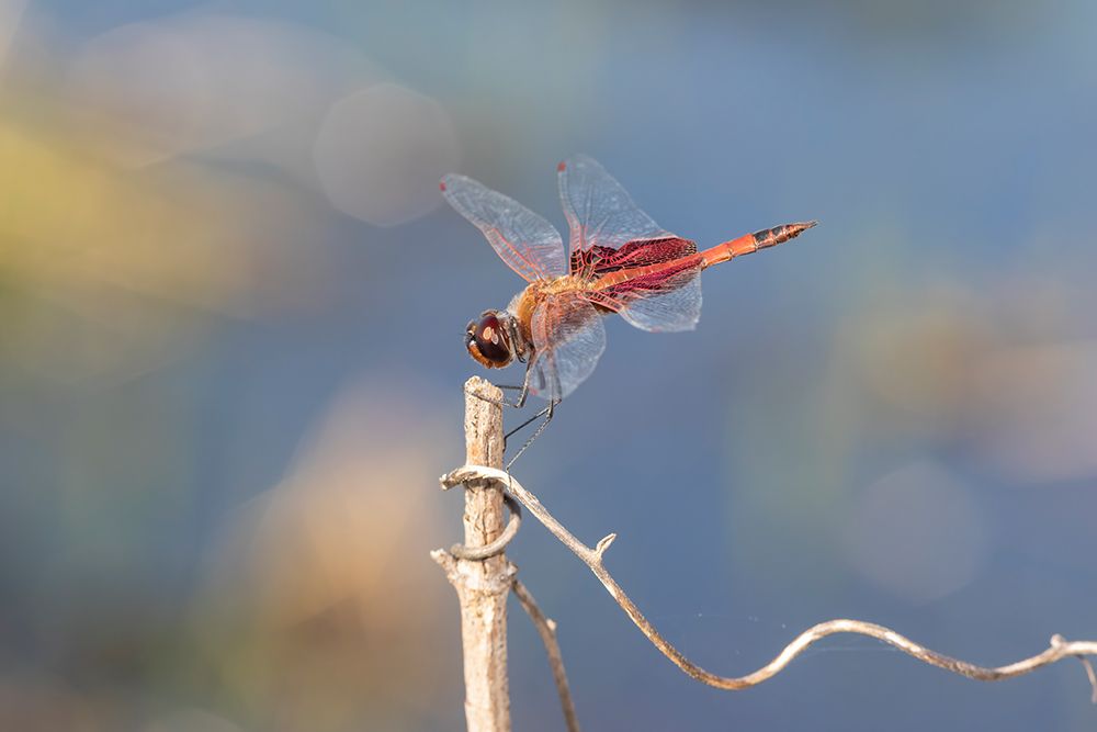 Carolina Saddlebags male art print by Richard and Susan Day for $57.95 CAD