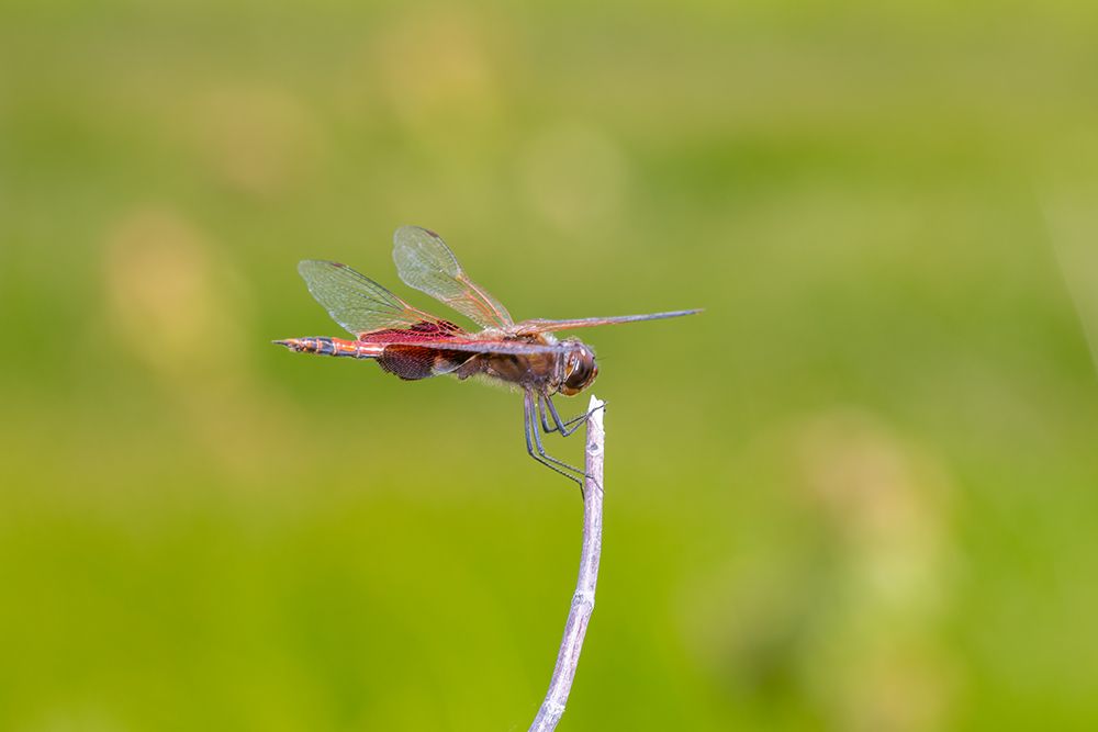 Carolina Saddlebags male art print by Richard and Susan Day for $57.95 CAD