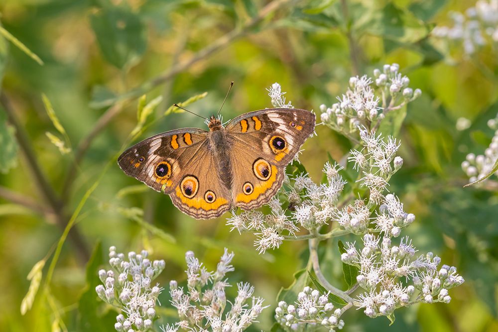 Common Buckeye on Common Boneset art print by Richard and Susan Day for $57.95 CAD
