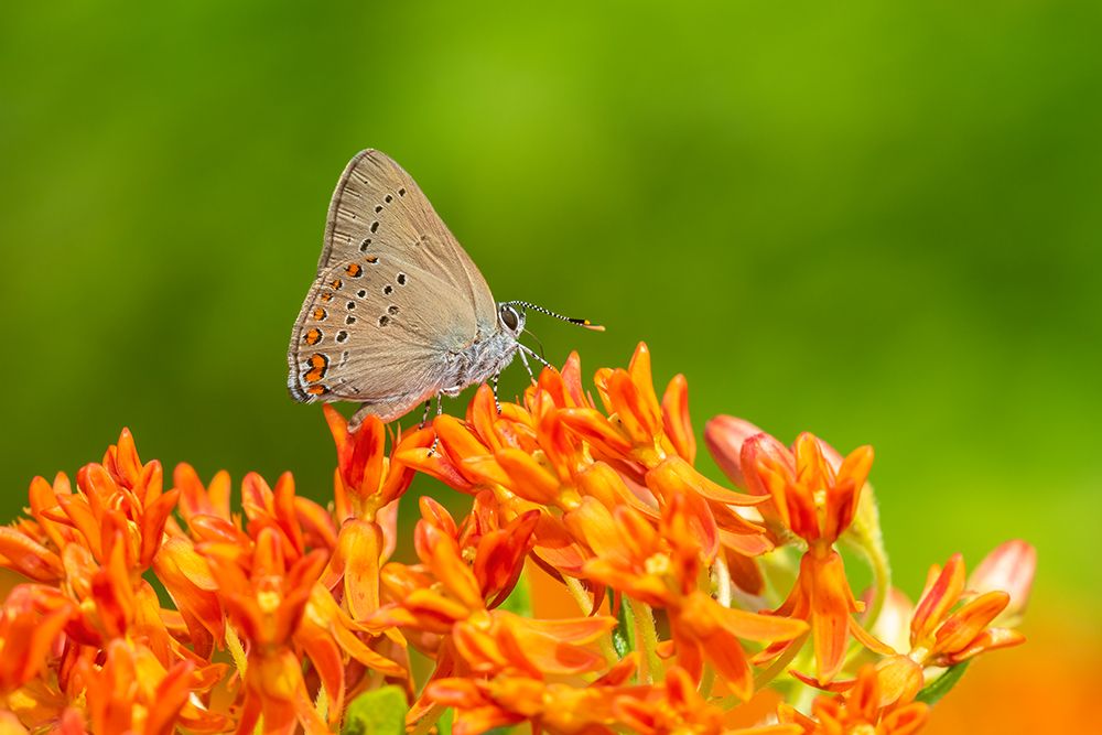 Coral Hairstreak on butterfly milkweed art print by Richard and Susan Day for $57.95 CAD
