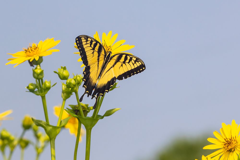 Eastern Tiger swallowtail on Cup plant art print by Richard and Susan Day for $57.95 CAD