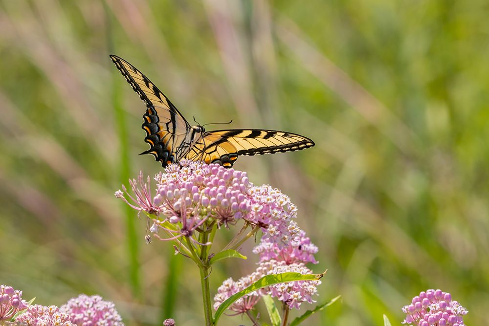 Eastern Tiger swallowtail on swamp milkweed art print by Richard and Susan Day for $57.95 CAD