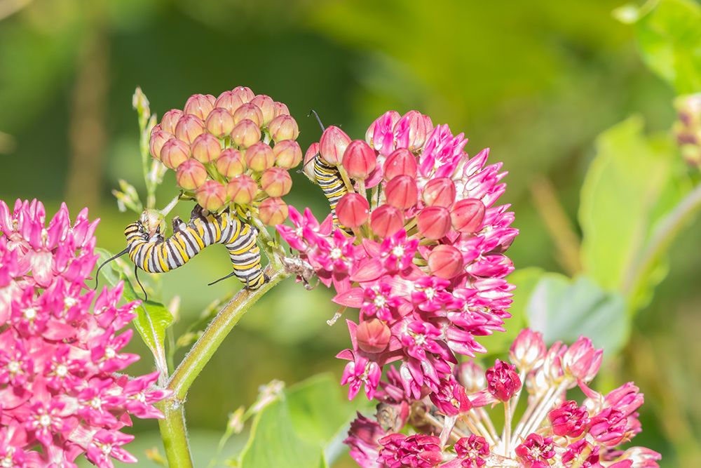 Monarch caterpillar on purple milkweed art print by Richard and Susan Day for $57.95 CAD