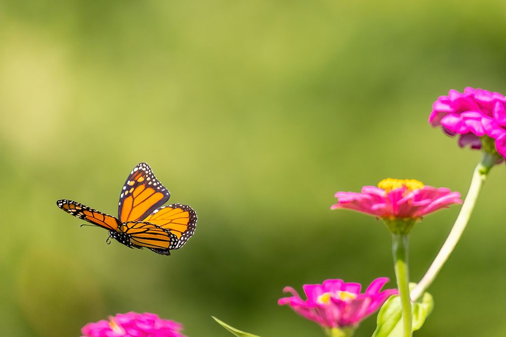 Monarch flying art print by Richard and Susan Day for $57.95 CAD